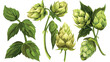 Illustration of hops for brewing. Vector illustration