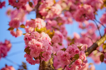 Branch of Prunus Kanzan cherry. Pink double flowers and green leaves in the blue sky background, close up.