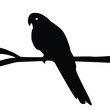 Parrot sitting on a branch silhouette on a white background vector