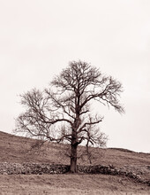 Lone Tree In The Countryside Around Malham Dale In The Yorkshire Dales