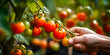 Close up of a hand reaching to red ripe cherrie tomatoes plant, blurry greenhouse background