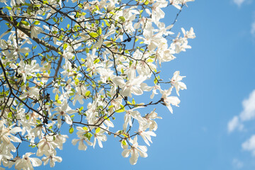 Wall Mural - Branches of a flowering magnolia salicifolia against the background of the blue sky. Copy space