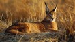 Caracal a medium sized wild feline found in Africa and Asia
