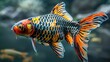Colorful ornamental carp fish