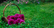 Banner with Purple Dahlia 