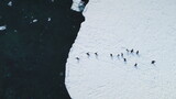 Gentoo penguin's aerial dive into Antarctic waters. Witness the wild bird's plunge from snowy land to icy coastal ocean near glacier. Capture the winter arctic wildlife swim behavior in drone flight