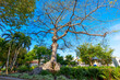 Big tree at the Cuban Memorial Boulevard Park