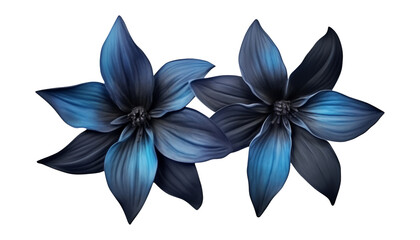 Wall Mural - black blue flower isolated on transparent background cutout