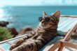 cat resting on a sun lounger