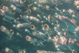 Fototapeta Przestrzenne - school of bigmouth mackerels when hunting with its mouth wide open