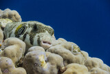 Fototapeta Przestrzenne - white spotted pufferfish lying on corals and looking to the camera