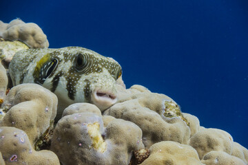 Wall Mural - white spotted pufferfish lying on corals and looking to the camera