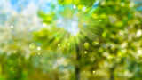 Fototapeta Sypialnia - blurred park in spring with defocused sun lights and flowering trees, bright nature scene background concept with space for text or product presentation