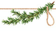 Branch of rosemary with rope flat vector isolated on white background