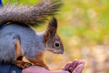 A squirrel sits on a man's arm in close-up.