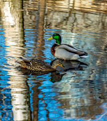 Two ducks in the melted spring water in the park.