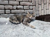 Fototapeta Koty - stray cat. cat near the ancient wall. stray cat lies on the street near an old house. stray animals concept