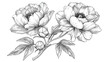 Peony flower blooming line art. Hand drawn realistic