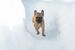 French Bulldog portrait at winter outdoors, dog running at snow