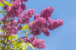 Branch blossoming   purple lilac