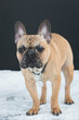 French Bulldog portrait at winter outdoors