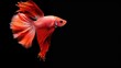Closeup a red siamese fighting fish swimming rhythmic isolated on black background. AI generated