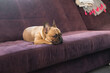 French Bulldog puppy lay on sofa at home, cute and lazy
