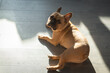 French Bulldog lay on floor at home in sunlight, looking at camera