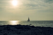 Sailboat on the sea during the nice evening sunset light, wood on the beach in the foreground