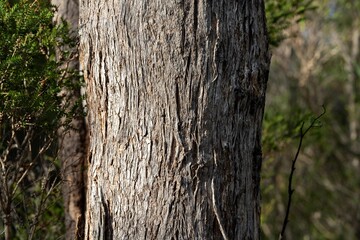 Wall Mural - beautiful gum Trees and shrubs in the Australian bush forest. Gumtrees and native plants growing in Australia in spring