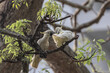 Yellow crested, cockatoo Cacatua sulphurea on an old tree