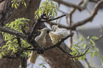 Wall Mural - Yellow crested, cockatoo Cacatua sulphurea on an old tree