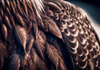 Close up The eagle feathers