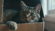 © BB_Stock - Cat in a cardboard box in a modern house