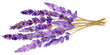 PNG Golden glitter outline stroke with purple watercolor lavender flower plant inflorescence