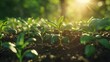 Seedlings thrive in fertile soil under the morning sunlight highlighting an ecological idea hyper realistic 