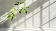 Spring sunlight in green branch of tree with shadow on white marble tile wall  wood table copy space : Generative AI
