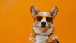 isolated dog animal cute pet smile portrait background adorable funny sunglasses ,Small Dog Rocking Sunglasses
