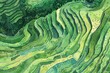 illustration of Balinese rice terrace with green field, top view