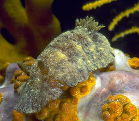 Wall Mural - Nudibranch, Sea slug, Discodoris stellifera crawling on sponge, Alghero, Capo Caccia, Sardinia, Italy 