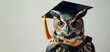 the graduate owl, wearing a graduation gown, copy space, soft and bright backdrop
