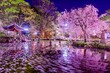 岐阜市、日中友好庭園の桜と花筏