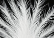 white feather wooly pattern texture