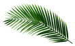 © Rawpixel.com - PNG  Dark tropical green palm leaf tree plant white background freshness