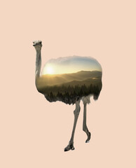 Wall Mural - Double exposure of African ostrich and mountains with foggy forest