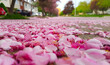 Lots of crabapple flower petals on the sidewalk of a residential street.