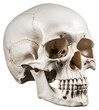 PNG Human skull anthropology sculpture skeleton