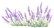 PNG  Lavender blossom flower plant