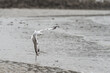 Une mouette rieuse (Chroicocephalus ridibundus) poursuit un bécasseau sanderling pour lui voler un poisson