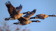 A flock of geese flying in formation against a clear blue sky, their honking calls echoing through the summer air